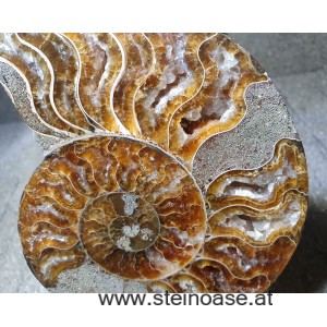 Ammoniten Nr.2 Paar  INFO